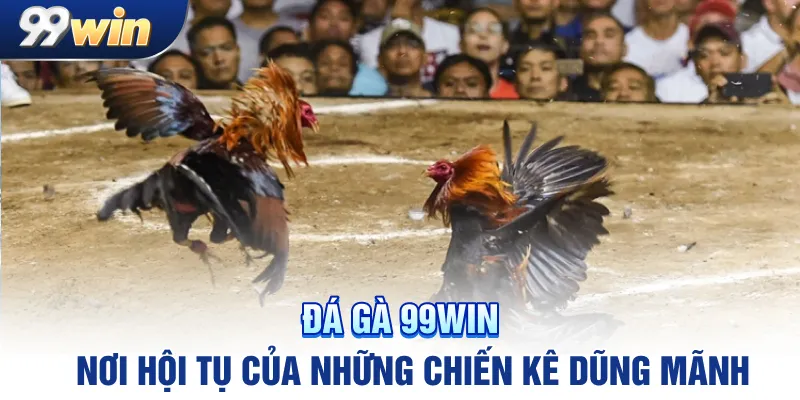 Đá gà 99win – nơi hội tụ của những chiến kê dũng mãnh