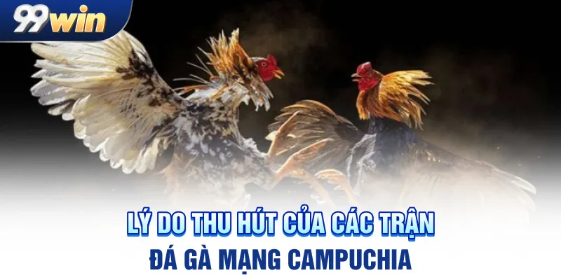 Lý do thu hút của các trận đá gà mạng Campuchia