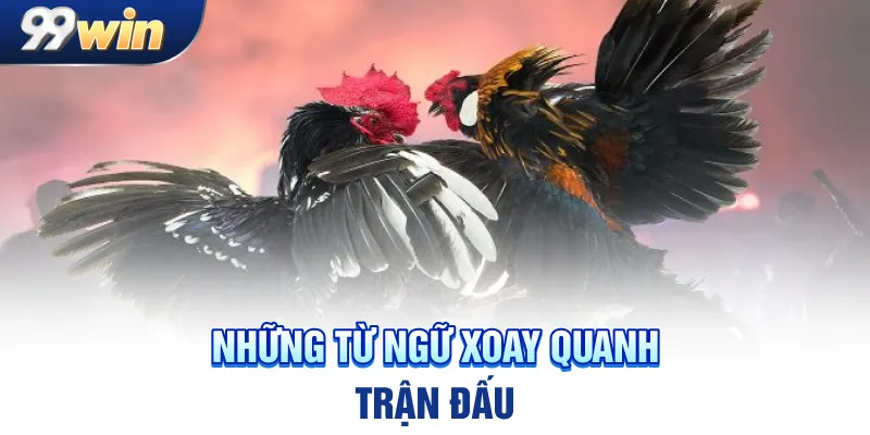 Những từ ngữ xoay quanh trận đấu