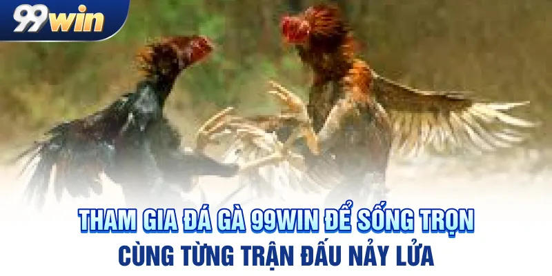 Tham gia đá gà 99win để sống trọn cùng từng trận đấu nảy lửa