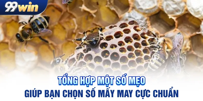 Tổng hợp một số mẹo giúp bạn chọn số mấy may cực chuẩn